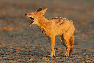 Poster - Black-backed jackal (Canis mesomelas) yawning in early morning light, Kalahari desert, South Africa.