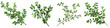 Green boxwood branch  Hyperrealistic Highly Detailed Isolated On Transparent Background Png File