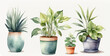 Illustration of indoor plants in pots. Hand drawn watercolor.