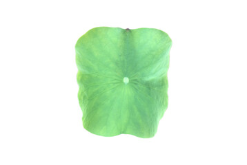 Wall Mural - Isolated waterlily or lotus leaf with clipping paths.	