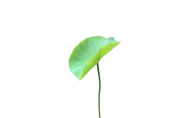 Wall Mural - Isolated waterlily or lotus leaf with clipping paths.	