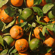 View of a light blue basket with juicy tangerines and slices of tangerines on a brown wooden background Fresh mandarins with green leaves in a bowl on a table, blurred background. 
