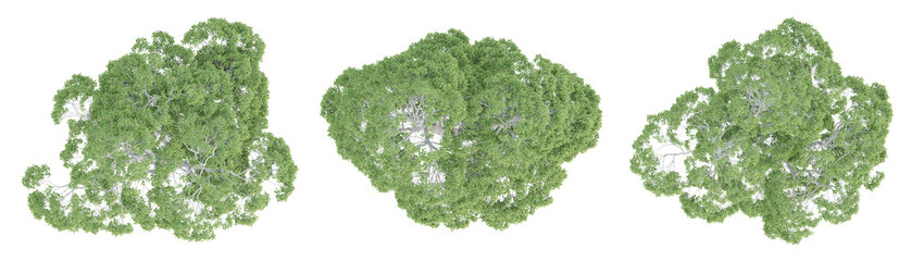 Wall Mural - Top view of castanea sativa tree isolated on transparent background, 3d render illustration.