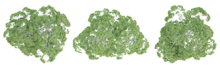 Wall Mural - Top view of castanea sativa tree isolated on transparent background, 3d render illustration.