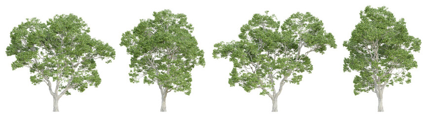 Wall Mural - Castanea sativa tree isolated on transparent background, png plant, 3d render illustration.