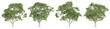 Castanea sativa tree isolated on transparent background, png plant, 3d render illustration.