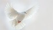 A white dove is flying in the air