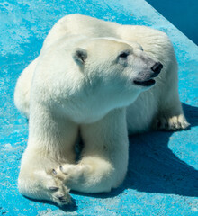 Sticker - Portrait of a polar bear in the zoo