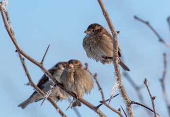 Canvas Print - Sparrows on snowy tree branches in winter