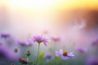 Fairy foggy morning on a violet wildflowers field in sunshine. Purple daisy flowers at sunrise with milk smoke. Spring and summer mist natural scenery background, nature. Copy space