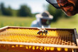 Work bee on a honeycomb frame at a beekeeping farm, on background man apiarist in mask and costume checking production. The insect makes sweet natural organic golden honey.