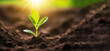 Planting green seedling, close-up young plant sprout in soil, morning sunshine garden. Spring nature banner background, copy space. Organic gardening, ecology, new life, eco, zero waste, plastic free