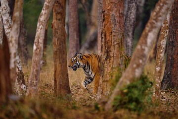 Wall Mural - indian tiger walk between the tree, hidden in the forest. big orange striped cat in the nature habit