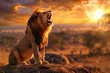 Lion roaring at sunset