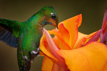 Wall Mural - Costa Rica wildlife. Bird sucking nectarGreen-crowned Brilliant, close-up detail portrait beautiful bloom. Orange flower with green hummingbird, La Paz Waterfall Garden, Volcan Poas NP in Costa Rica.