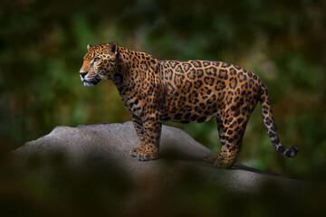 Wall Mural - jaguar in the nature, wild cat in in habitat, porto jofre in brazil. jaguar in green vegetation, riv