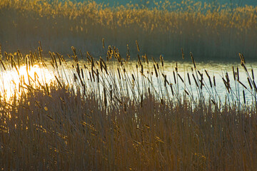 Wall Mural - The edge of a lake at sunrise in winter, Almere, Flevoland, The Netherlands, March 08, 2024