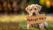 In focus, a little cute dog with a message, a cuddly look begs for someone to adopt him. The concept of adoption. 