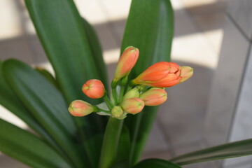 Wall Mural - orange blooming clivia miniata lily 