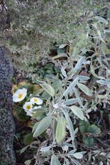 Wall Mural - white primula blooming under a sage bush