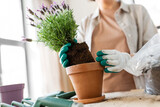 Fototapeta Mapy - people, gardening and housework concept - close up of woman in gloves planting pot flowers at home
