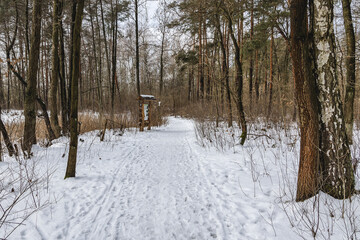 Wall Mural - Winter in Kampinos National Park in Masovian Voivodeship of Poland