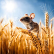 field mouse in a wheat field in summer. 