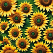  background of their sunflower flowers. 