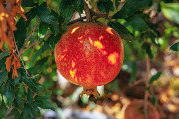 Sticker - Pomegranates on a farm in Limassol District in Cyprus island country