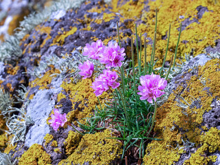 Wall Mural - Sea thrift flowers growing on lichen covered rocks