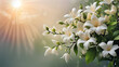 delicate jasmine flowers against the background of a golden sunset. branches of blooming jasmine at sunrise