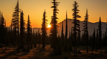 Wall Mural - Scenic view of setting sun behind trees, perfect for nature backgrounds