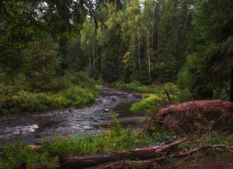 river in a beautiful northern forest in summer, Lendulovskaya Grove, Russia.