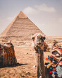 A camel in front of the pyramid complex of Giza