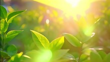 Fresh Green Leaves Bathed In Warm Sunlight With A Soft-focus Background, Conveying Growth And Vitality.