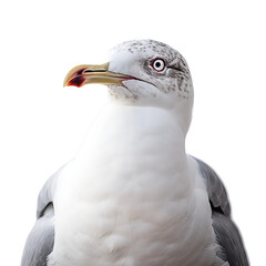 Wall Mural - seagull isolated on white background