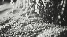  A Black And White Photo Of A Bunch Of Berries On A Table With Water Droplets On The Top Of Them.