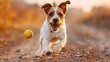 happy jack russell terrier dog running and bringing a tennis ball 