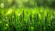  a close up of grass with drops of water on the grass and a boke of light in the background.