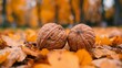  a couple of walnuts sitting on top of a pile of leaves in the middle of a forest filled with yellow leaves.