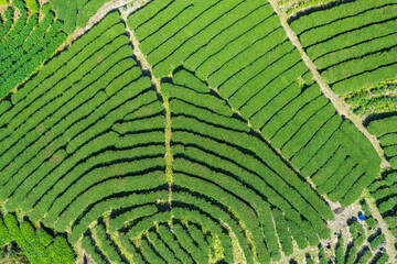 Taking a top-down view of a high-altitude tea garden