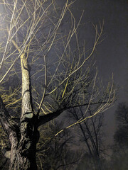 Wall Mural - Side walk trees at night in Manhattan