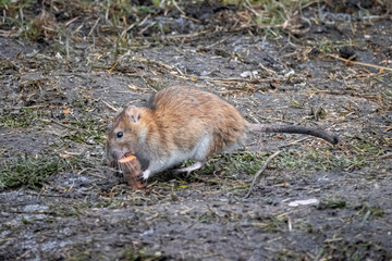 Wall Mural - An adult water vole sits on the wet ground and holds a piece of carrot on a cloudy spring day. An adult arvicola close-up.	