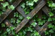 A close-up view of fresh green ivy leaves interwoven with a rustic wooden trellis, symbolizing growth and resilience.