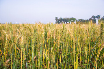 Wall Mural - wheat grain field countryside of Bangladesh