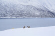 Renne nella neve sull'isola di Hinnoya, Norvegia