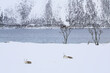 Renne dormono nella neve sull'isola di Hinnoya, Norvegia