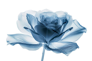 Wall Mural - Blue rose with transparent petals in x-ray style close-up on a white background. Minimalistic illustration.