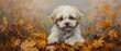 Havanese puppy autumn