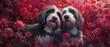 Portrait of two bearded collie, who are sitting in crimson clover. They are so cute boys.